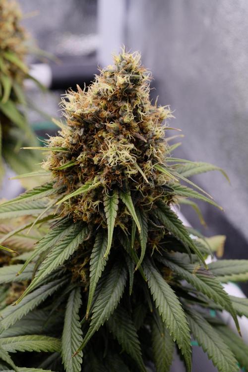 Sativa Triangle Turned Circle. Week 15