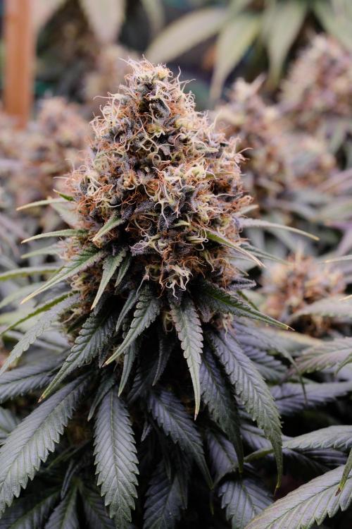 Sativa Triangle Turned Circle. Week 15