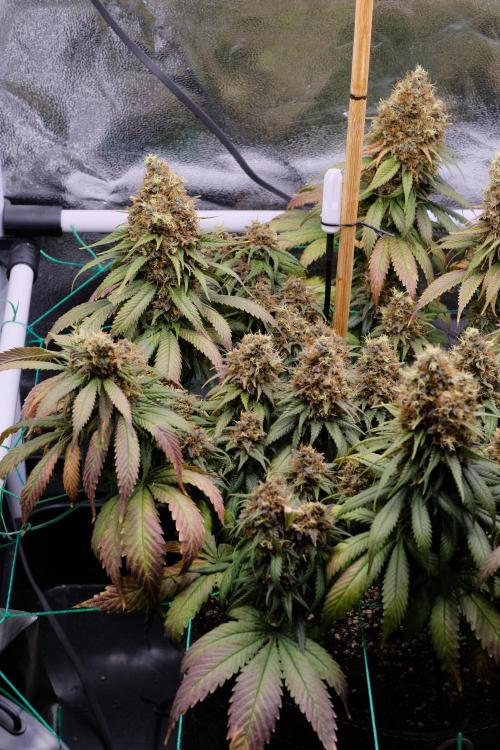 Sativa Triangle Turned Circle. Week 16