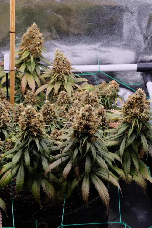 Sativa Triangle Turned Circle. Week 16
