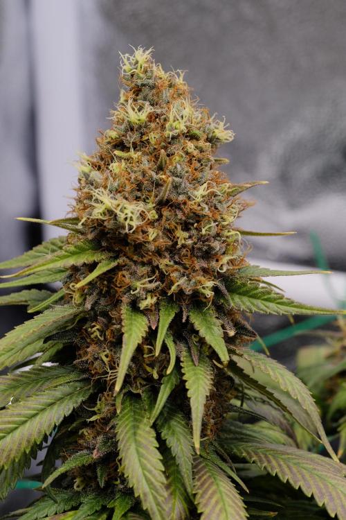 Sativa Triangle Turned Circle. Week 16