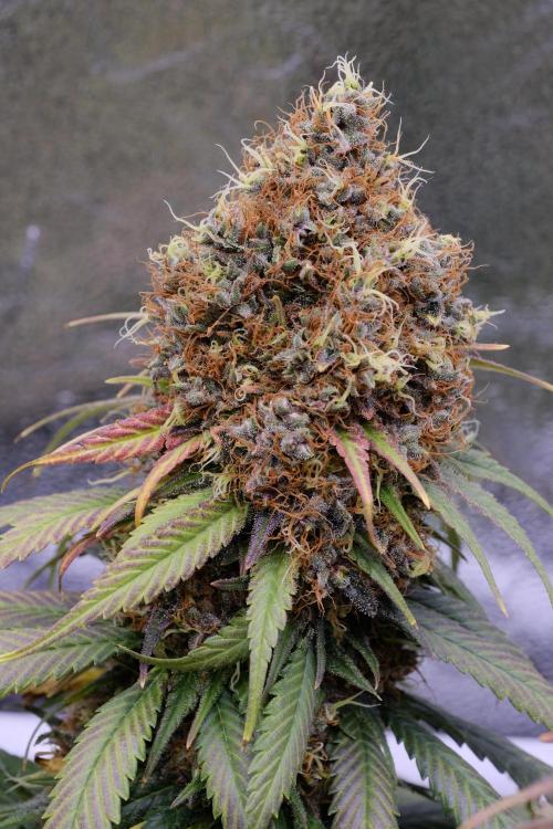 Sativa Triangle Turned Circle. Week 16