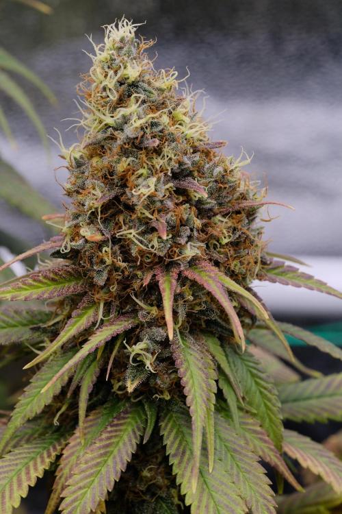 Sativa Triangle Turned Circle. Week 16