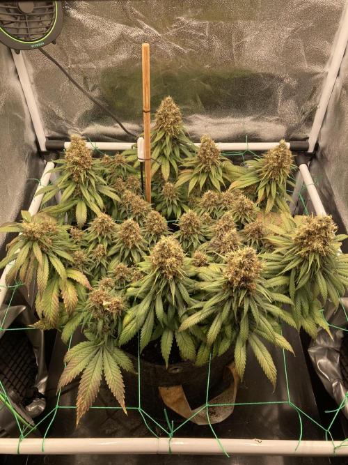 Sativa Triangle Turned Circle. Week 16 - D106/FD62 08.06.26