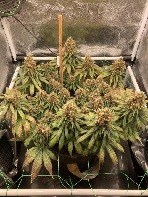 Sativa Triangle Turned Circle. Week 16 - D107/FD63 09.06.26