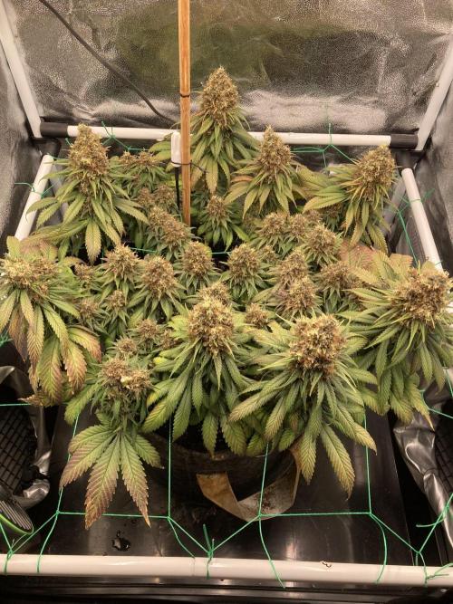 Sativa Triangle Turned Circle. Week 16 - D108/FD64 10.06.26
