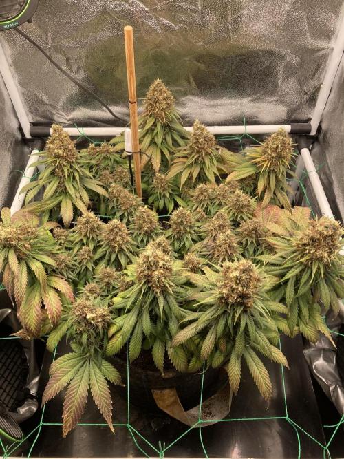 Sativa Triangle Turned Circle. Week 16 - D109/FD65 11.06.26