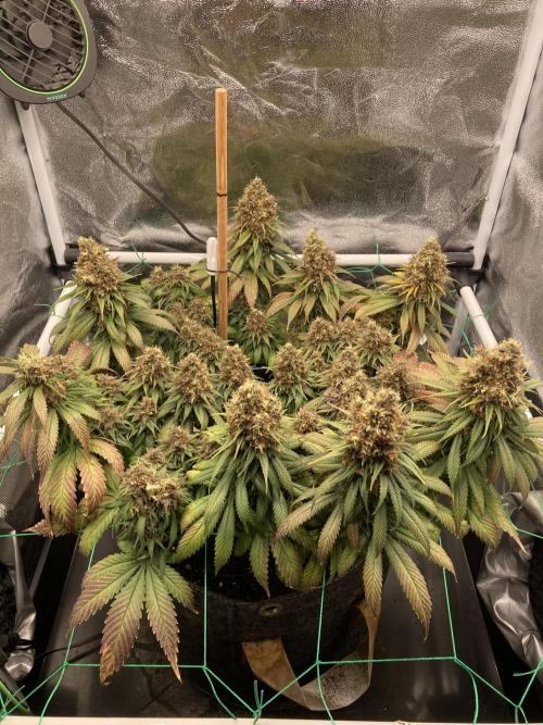 Sativa Triangle Turned Circle. Week 16 - D110/FD66 12.06.26