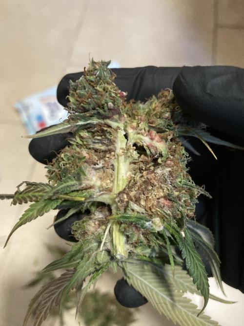 Sativa Triangle Turned Circle. Week 16 - D111/FD67