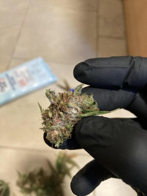 Sativa Triangle Turned Circle. Week 16 - D111/FD67
