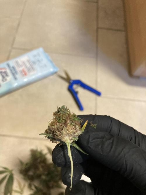 Sativa Triangle Turned Circle. Week 16 - D111/FD67