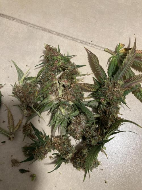 Shaman. Week 16