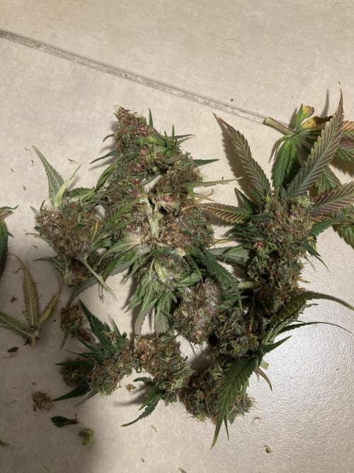 Shaman. Week 16