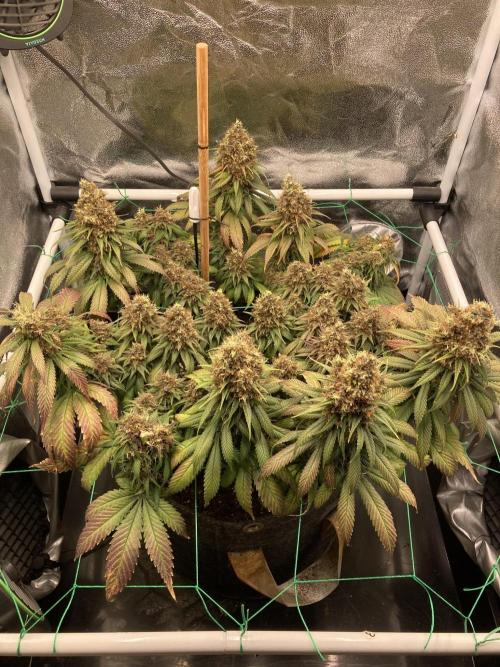 Sativa Triangle Turned Circle. Week 16 - D111/FD67 13.06.26
