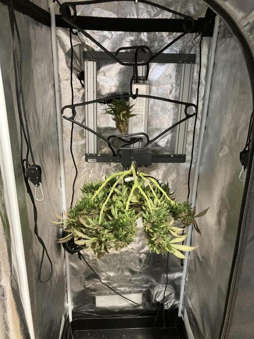 Shaman. Week 16