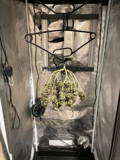 Sativa Triangle Turned Circle. Week 17