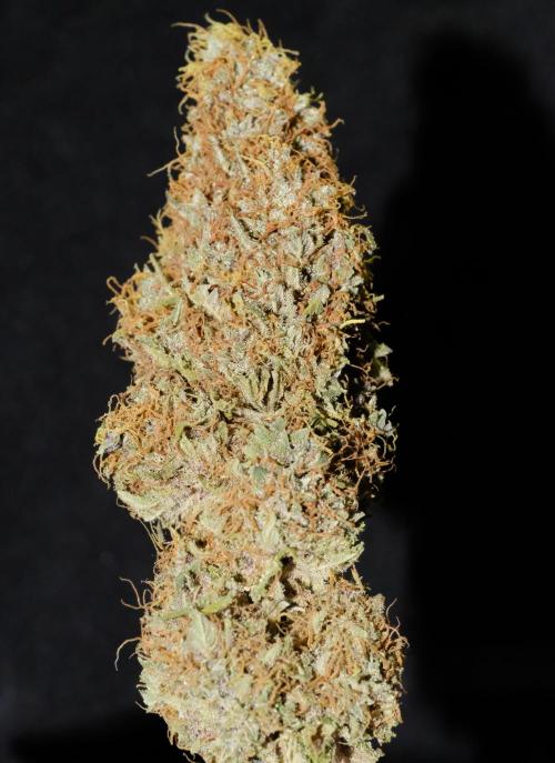 Sativa Triangle Turned Circle. Week 17