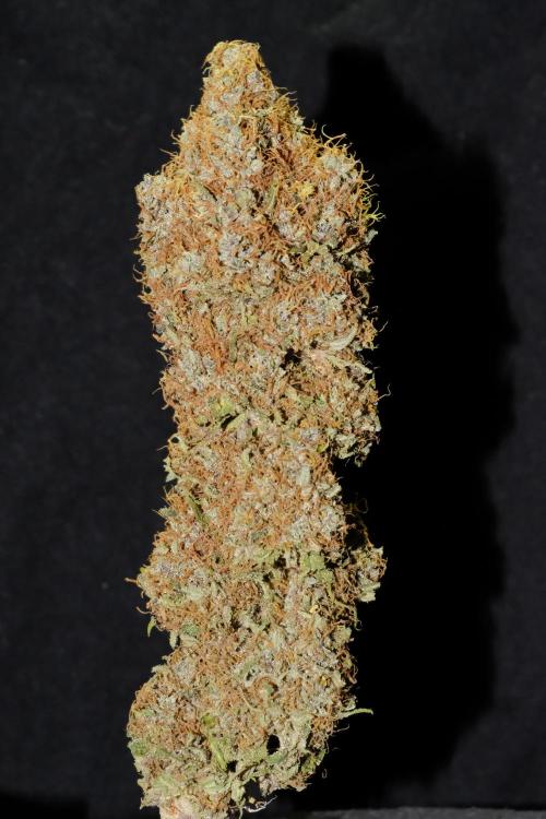 Sativa Triangle Turned Circle. Week 17