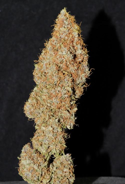 Sativa Triangle Turned Circle. Week 17