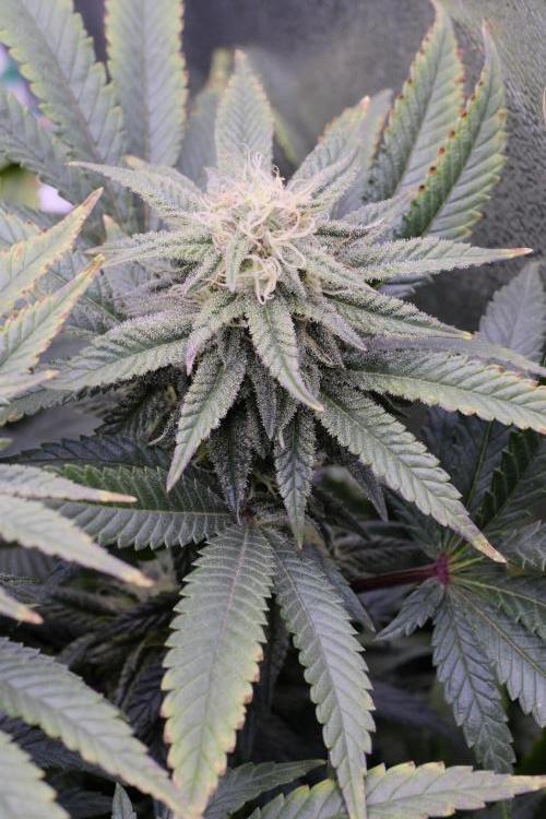 Triangle Project. Week 14