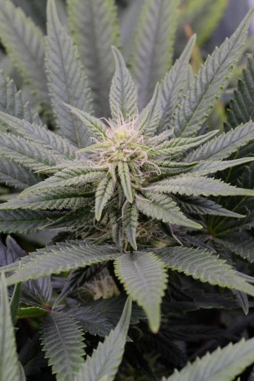 Triangle Project. Week 13