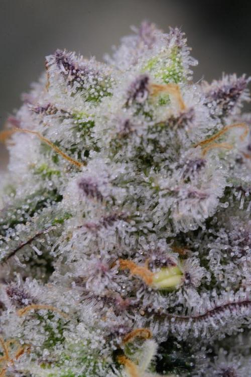 Triangle Project. Week 18