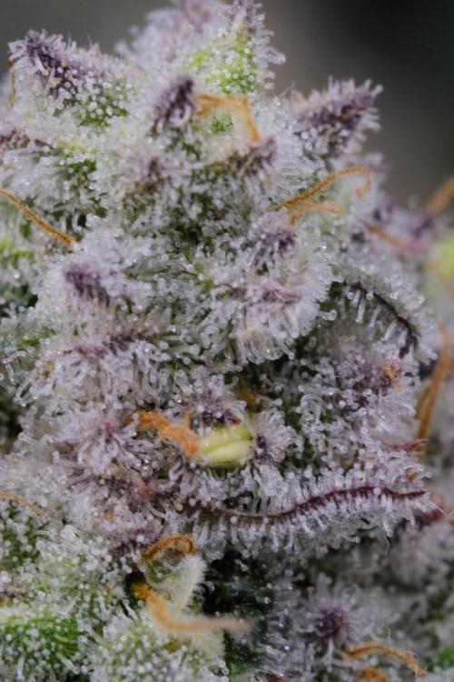 Triangle Project. Week 18