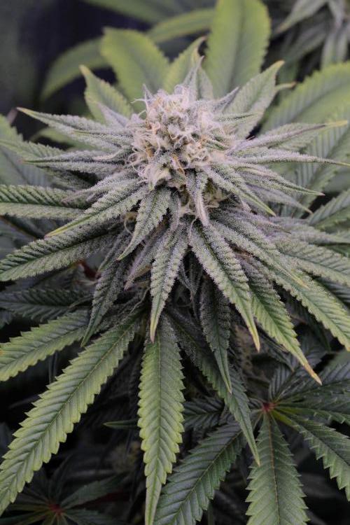 Triangle Project. Week 14