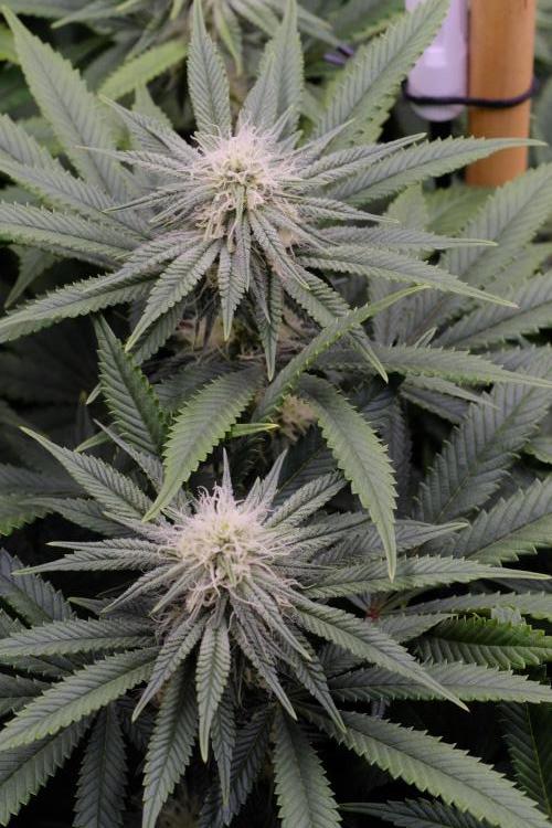 Triangle Project. Week 13