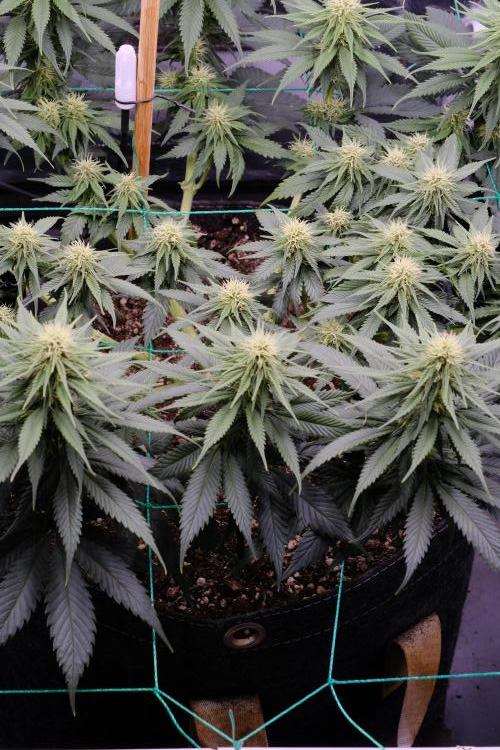 Sativa Triangle Turned Circle. Week 9