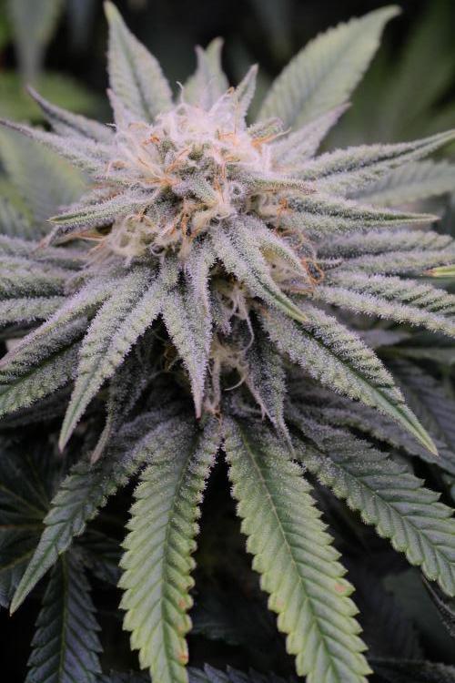 Triangle Project. Week 14