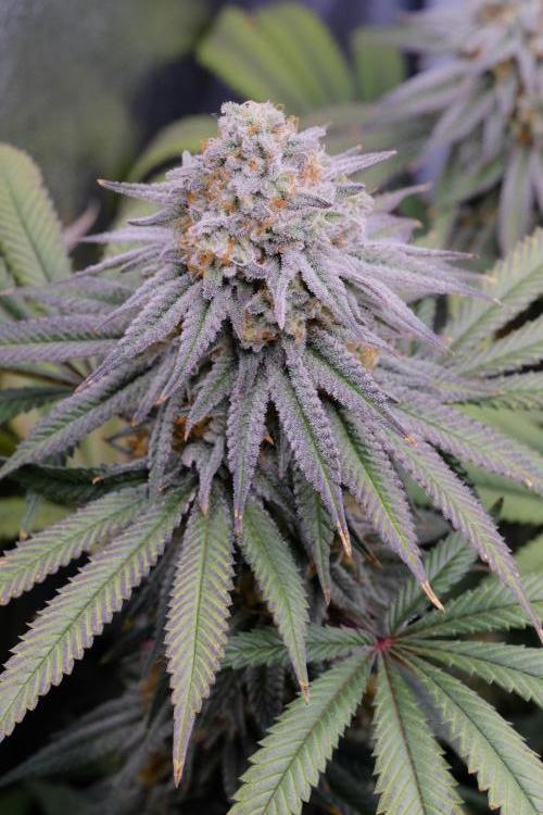 Triangle Project. Week 17