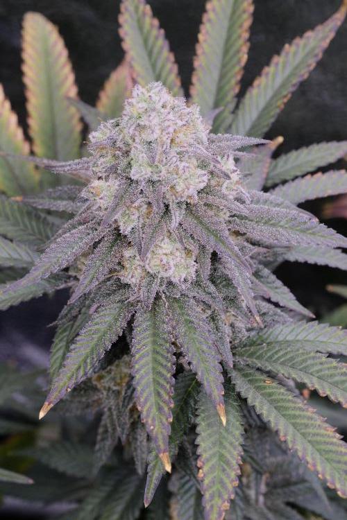 Triangle Project. Week 17