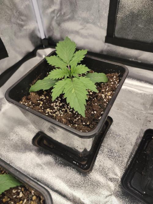 GrowerPrašivec. Week 1