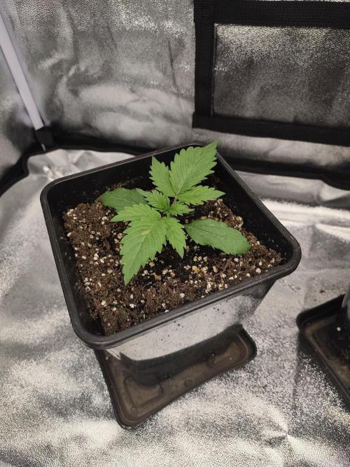 GrowerPrašivec. Week 1