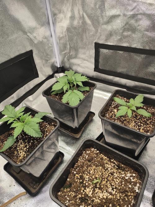 GrowerPrašivec. Week 2