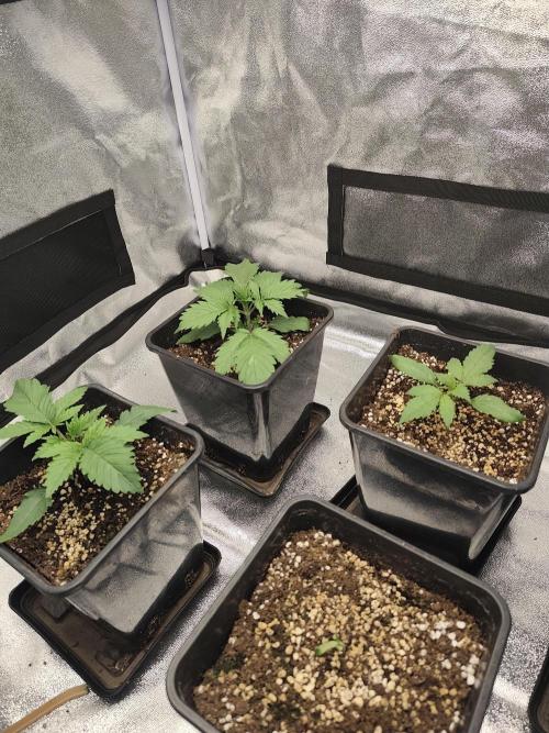 GrowerPrašivec. Week 2