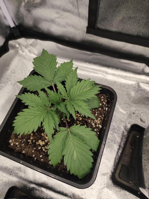 GrowerPrašivec. Week 2