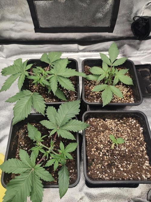 GrowerPrašivec. Week 3