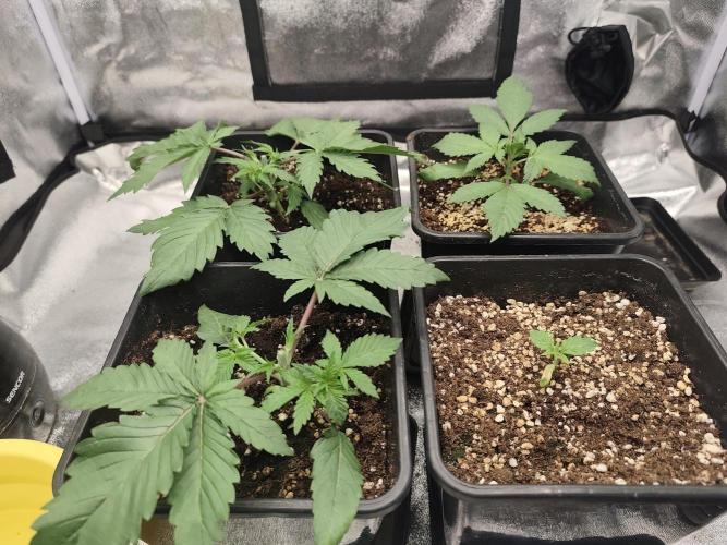 GrowerPrašivec. Week 3