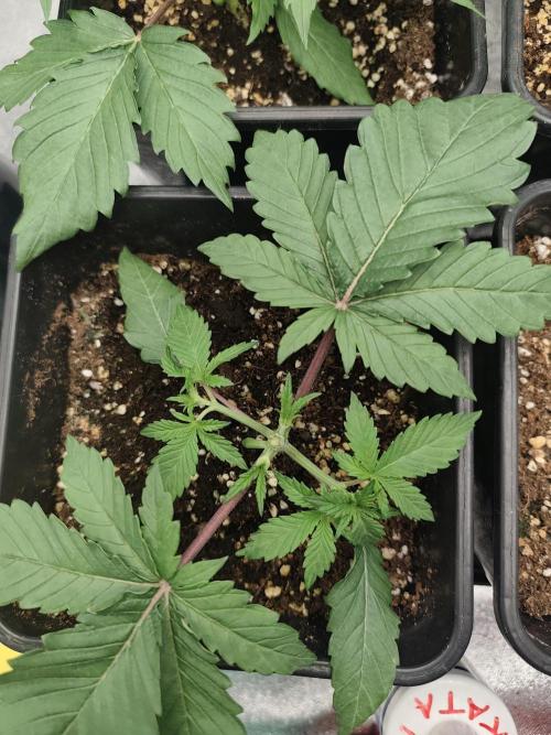 GrowerPrašivec. Week 3