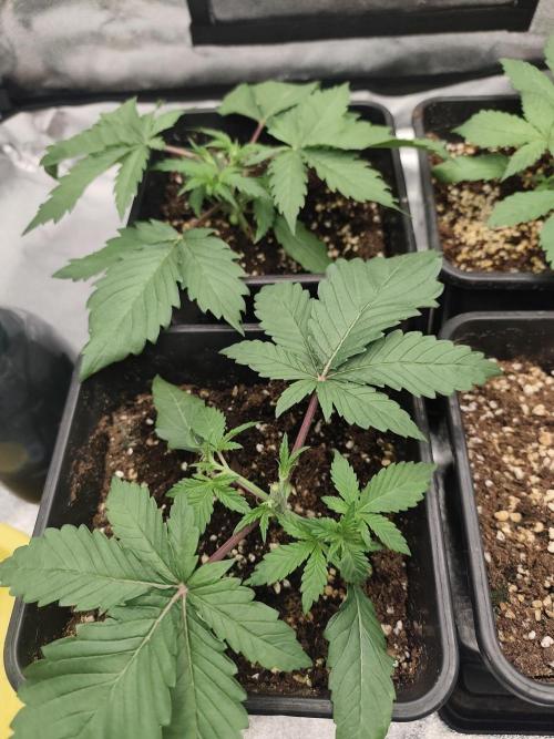 GrowerPrašivec. Week 3