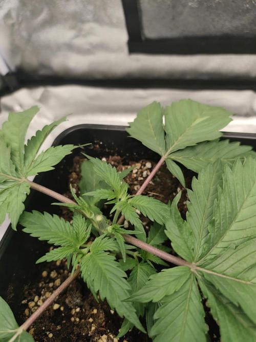 GrowerPrašivec. Week 3
