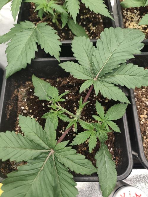 GrowerPrašivec. Week 3