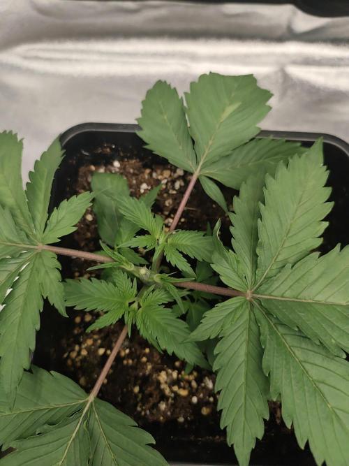 GrowerPrašivec. Week 3