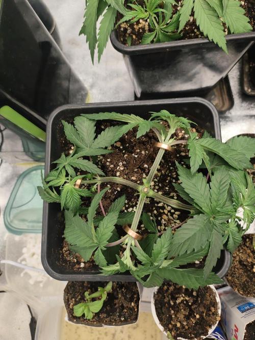 GrowerPrašivec. Week 4