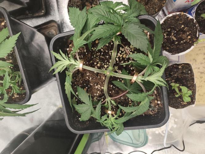 GrowerPrašivec. Week 4