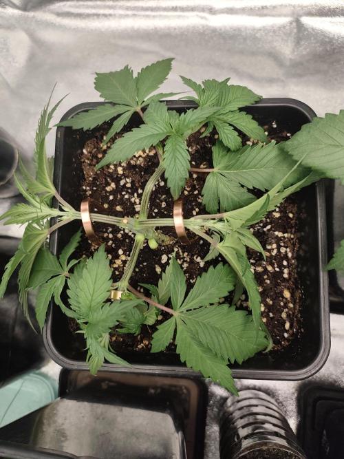 GrowerPrašivec. Week 4