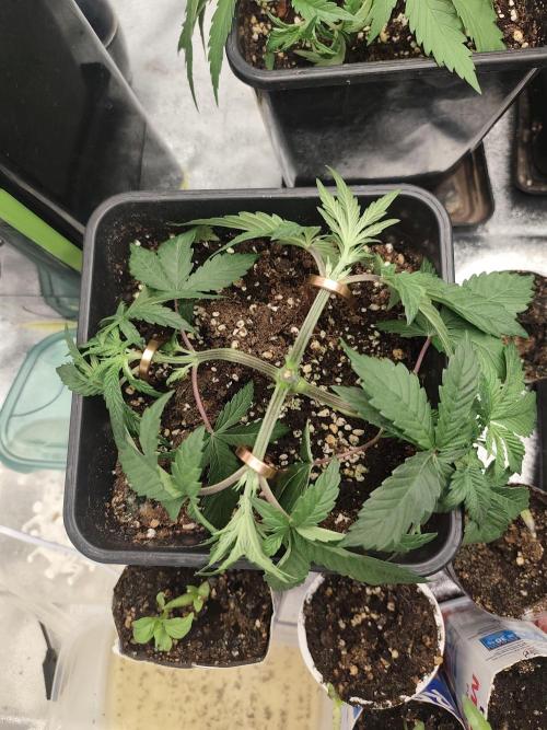GrowerPrašivec. Week 4