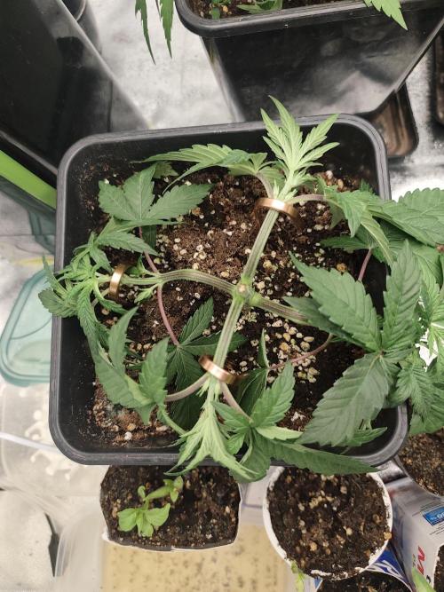 GrowerPrašivec. Week 4